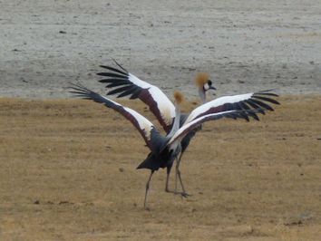 TANZANIA / ZANZIBAR